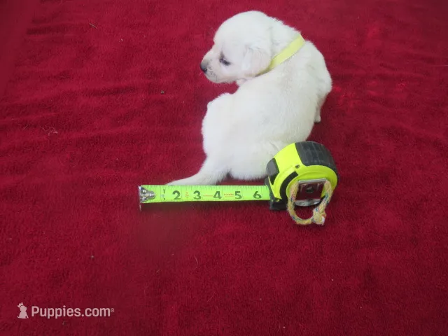 Mr Pup #7 of 12 – Labrador Retriever puppy for sale in Jamesville, NC