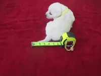 Mr Pup #7 of 12, a male Labrador Retriever for sale in Jamesville, NC – 1 of 2