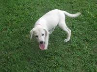 Little White Dove, a female Labrador Retriever for sale in Jamesville, NC – 3 of 9