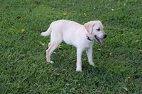 Princess, a female Labrador Retriever for sale in Jamesville, NC – 2 of 3