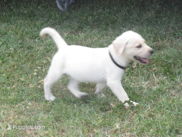 Mr puppy #4 of 12 – Labrador Retriever puppy for sale in Jamesville, NC