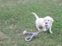  Miss pup #1 of 12, a female Labrador Retriever for sale in Jamesville, NC – 4 of 10