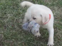 Mr pup #6 of 12, a male Labrador Retriever for sale in Jamesville, NC – 2 of 10