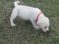 Mr pup #6 of 12, a male Labrador Retriever for sale in Jamesville, NC – 1 of 10
