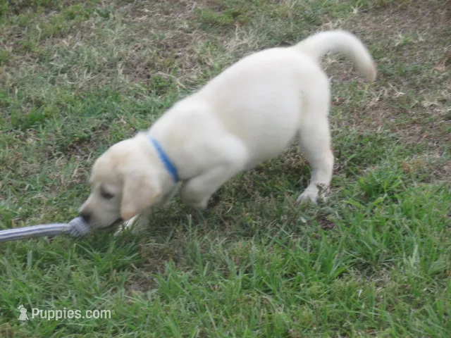 Mr pup #7 of 12 – Labrador Retriever puppy for sale in Jamesville, NC