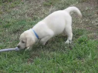 Mr pup #7 of 12, a male Labrador Retriever for sale in Jamesville, NC – 1 of 9