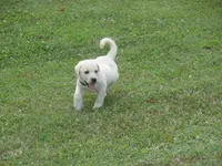 Mr puppy #4 of 12, a male Labrador Retriever for sale in Jamesville, NC – 5 of 10
