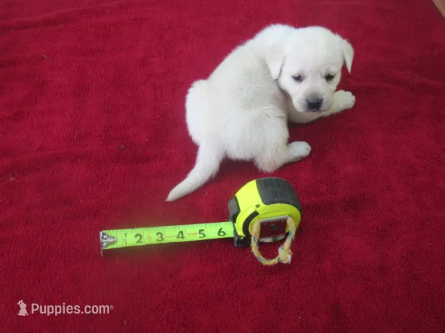 Mr Pup #6 of 12 – Labrador Retriever puppy for sale in Jamesville, NC