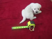 Mr Pup #6 of 12, a male Labrador Retriever for sale in Jamesville, NC – 1 of 10
