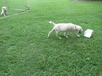 Crazy Horse, a male Labrador Retriever for sale in Jamesville, NC – 3 of 9