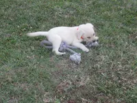 Mr pup #6 of 12, a male Labrador Retriever for sale in Jamesville, NC – 5 of 10