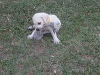 Mr pup #3 OF 12, a male Labrador Retriever for sale in Jamesville, NC – 8 of 10