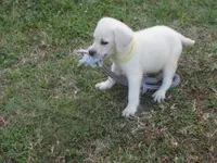  Miss pup #1 of 12, a female Labrador Retriever for sale in Jamesville, NC – 6 of 10