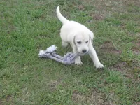 Mr puppy #4 of 12, a male Labrador Retriever for sale in Jamesville, NC – 10 of 10