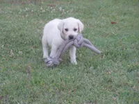Pup #2 of 12, a female Labrador Retriever for sale in Jamesville, NC – 7 of 10