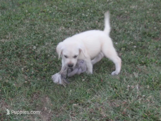Mr pup #3 OF 12 – Labrador Retriever puppy for sale in Jamesville, NC