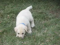 Mr pup #7 of 12, a male Labrador Retriever for sale in Jamesville, NC – 4 of 9