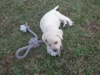 Mr pup #6 of 12, a male Labrador Retriever for sale in Jamesville, NC – 10 of 10