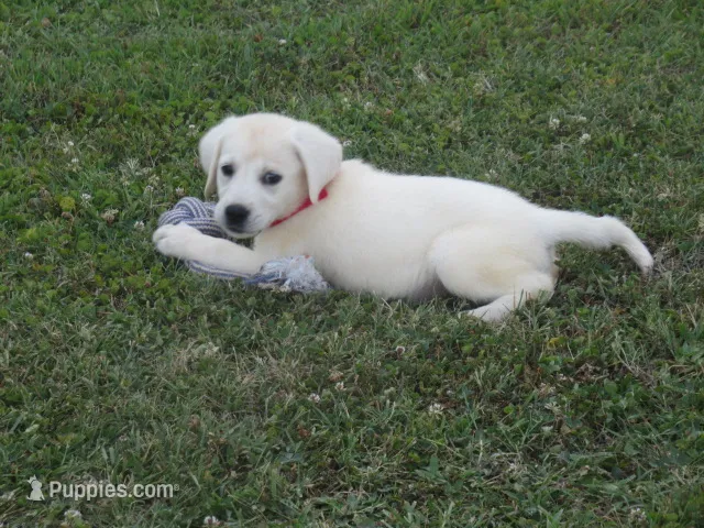 Pup #2 of 12 – Labrador Retriever puppy for sale in Jamesville, NC