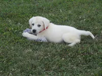 Pup #2 of 12, a female Labrador Retriever for sale in Jamesville, NC – 1 of 10