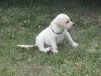 Mr puppy #4 of 12, a male Labrador Retriever for sale in Jamesville, NC – 4 of 10