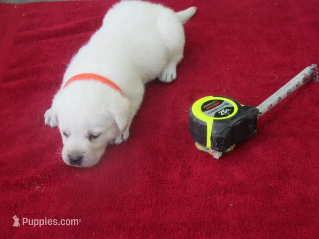 Mr pup #4 of 12 – Labrador Retriever puppy for sale in Jamesville, NC