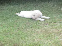 Mr puppy #4 of 12, a male Labrador Retriever for sale in Jamesville, NC – 8 of 10