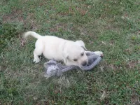 Mr pup #8  of 12, a male Labrador Retriever for sale in Jamesville, NC – 9 of 10