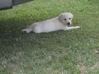 Mr puppy #4 of 12, a male Labrador Retriever for sale in Jamesville, NC – 6 of 10