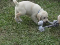 Mr pup #7 of 12, a male Labrador Retriever for sale in Jamesville, NC – 2 of 9