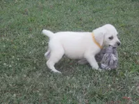 Mr pup #3 OF 12, a male Labrador Retriever for sale in Jamesville, NC – 2 of 10