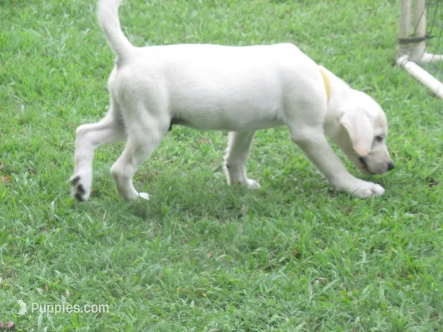 Sitting Bull – Labrador Retriever puppy for sale in Jamesville, NC