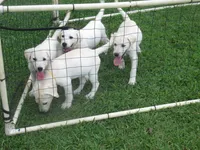 Sitting Bull, a male Labrador Retriever for sale in Jamesville, NC – 5 of 7