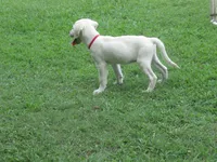 Little White Dove, a female Labrador Retriever for sale in Jamesville, NC – 6 of 9