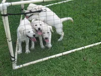 Crazy Horse, a male Labrador Retriever for sale in Jamesville, NC – 8 of 9