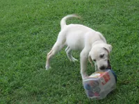 Crazy Horse, a male Labrador Retriever for sale in Jamesville, NC – 4 of 9