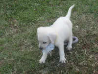  Miss pup #1 of 12, a female Labrador Retriever for sale in Jamesville, NC – 5 of 10