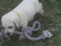 Mr pup #3 OF 12, a male Labrador Retriever for sale in Jamesville, NC – 9 of 10