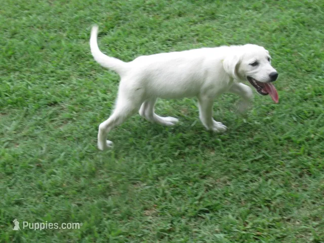  Morning Star – Labrador Retriever puppy for sale in Jamesville, NC