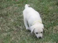  Miss pup #1 of 12, a female Labrador Retriever for sale in Jamesville, NC – 10 of 10