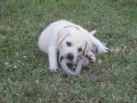 Pup #2 of 12, a female Labrador Retriever for sale in Jamesville, NC – 10 of 10