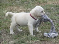 Mr pup #8  of 12, a male Labrador Retriever for sale in Jamesville, NC – 2 of 10