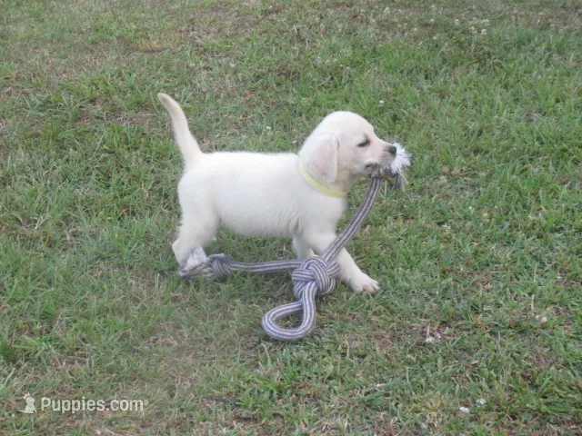  Miss pup #1 of 12 – Labrador Retriever puppy for sale in Jamesville, NC