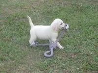  Miss pup #1 of 12, a female Labrador Retriever for sale in Jamesville, NC – 1 of 10