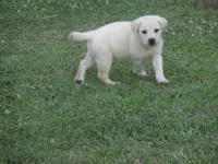Mr pup #7 of 12, a male Labrador Retriever for sale in Jamesville, NC – 5 of 9