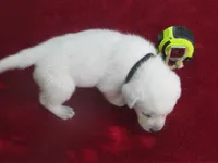 Miss puppy #1 of 12, a female Labrador Retriever for sale in Jamesville, NC – 6 of 6