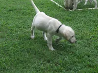 Crazy Horse, a male Labrador Retriever for sale in Jamesville, NC – 6 of 9
