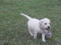 Pup #2 of 12, a female Labrador Retriever for sale in Jamesville, NC – 9 of 10