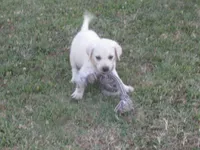Mr pup #3 OF 12, a male Labrador Retriever for sale in Jamesville, NC – 7 of 10