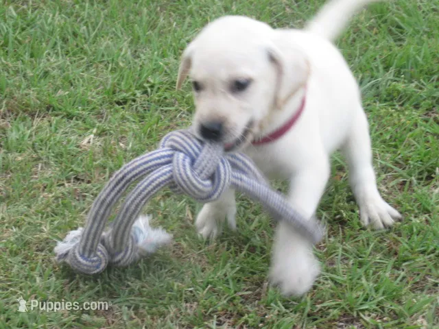 Mr pup #8  of 12 – Labrador Retriever puppy for sale in Jamesville, NC
